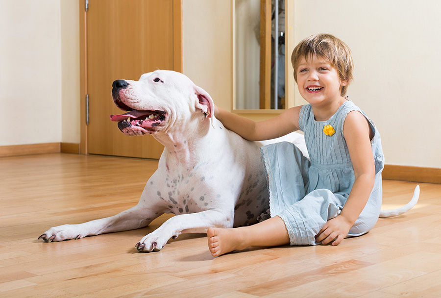 Pet friendly stanovi za izdavanje