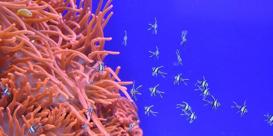 Boja korala kao trend za 2019. godinu