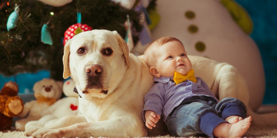 5 razloga da dozvolite držanje kućnih ljubimaca u svom stanu za izdavanje