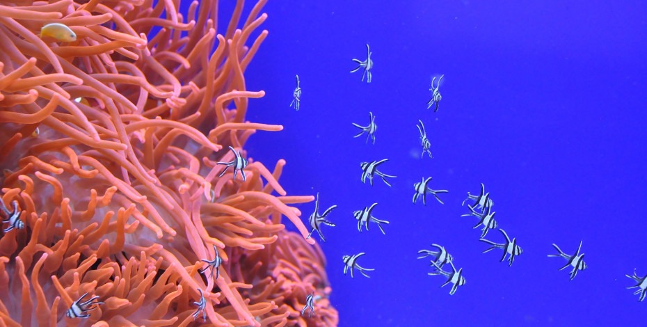 Boja korala kao trend za 2019. godinu