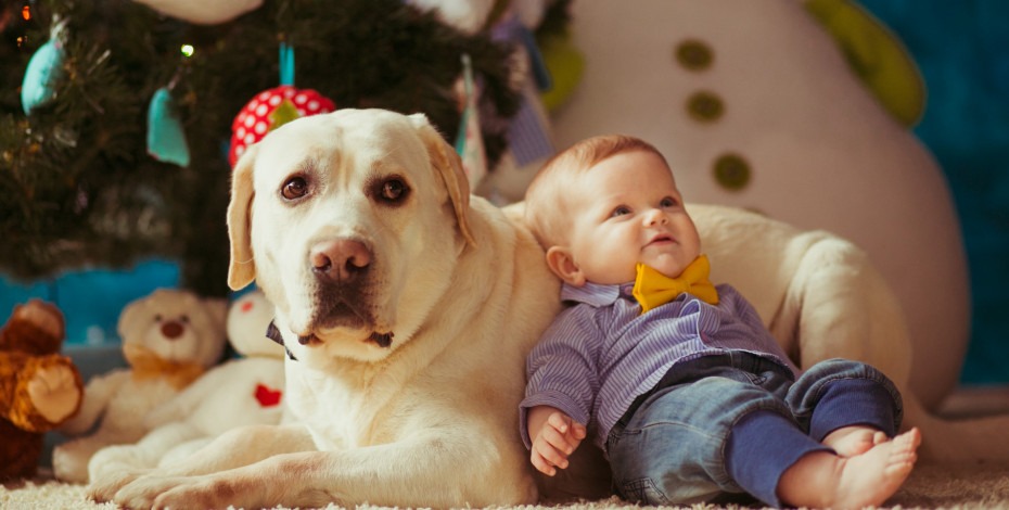 5 razloga da dozvolite držanje kućnih ljubimaca u svom stanu za izdavanje