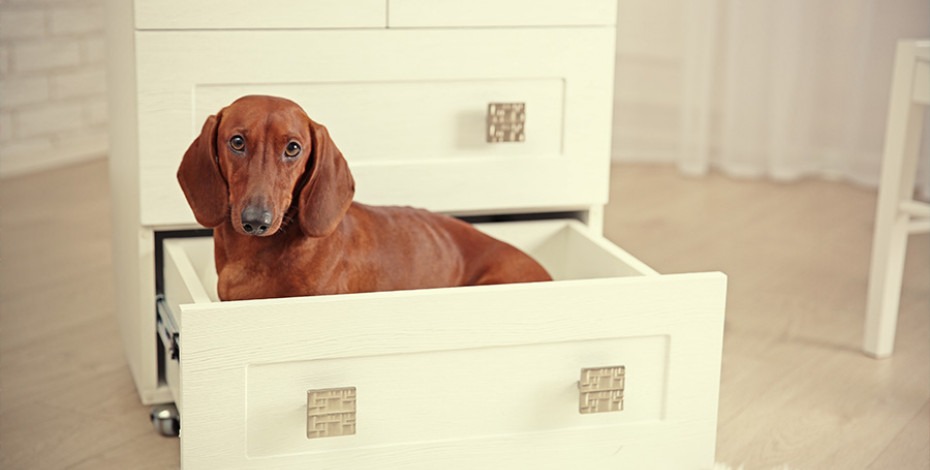 Kako da Vaš ljubimac bude srećan u stanu