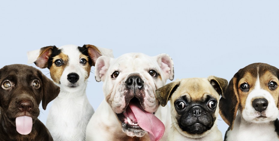 Psi za stan - rase pogodne za život u stanu